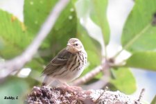 Olive-backed Pipit.JPG