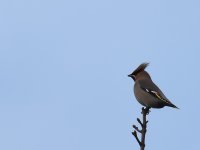 Waxwing_Allenvale_271116a.jpg