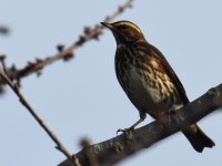 Redwing_Allenvale_271116a.jpg