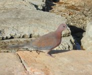 fz Laughing Dove Dec.JPG