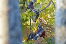 White-Cheeked Starling (2).jpg