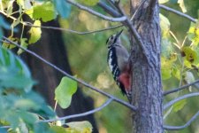 Great-Spotted Woodpecker.jpg