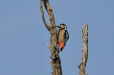 Great-Spotted Woodpecker (1).jpg