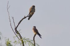 Eurasian Kestrel.jpg