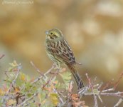 emberiza bf.jpg