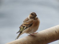 Brambling 2 resize.jpg