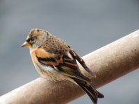 Brambling 4 resize.jpg