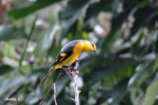 Scarlet Minivet, female.JPG