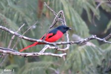 Scarlet Minivet, male.JPG