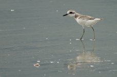 DSC03732 Greater Sandplover @ Pui O.JPG