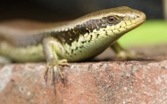 DSC03769 Long-tailed Skink @ Pui O.JPG