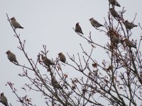 Waxwings, Brunswick Green 1.jpg