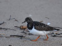 Turnstone_Girdle Ness_051116a.jpg