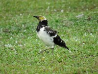 IMG_5617 Black collared starling.jpg