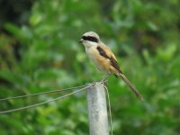 IMG_5749 Long-tailed shrike.jpg