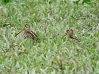 IMG_5722 snipe.jpg