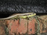 IMG_5775 Skink.jpg