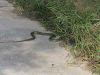 IMG_6501 snake.jpg