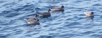 Pink-footed Geese forum.jpg