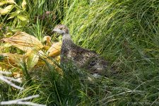 Dusky Grouse - Glacier NP.jpg