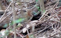 IMG_8785 Japanese Thrush (f) @ RDBT.JPG