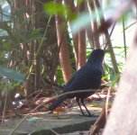 IMG_8803 Blue Whistling Thrush @ RDBT.jpg