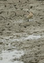 DSC05251 Buff-breasted Sandpiper @ San Tin.jpg