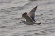 Black-tailed Gull.jpg