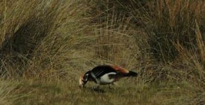 red-breasted geese kalloni sp 271216 02.JPG