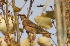 Naumann's Thrush (1).jpg