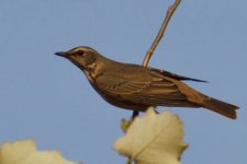 Naumann's Thrush (2).jpg