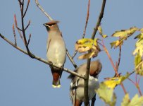 waxwing.JPG