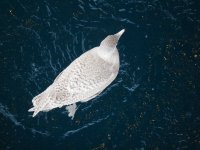 Glaucous from above resize.jpg