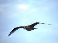 Glaucous In Flight resize.jpg