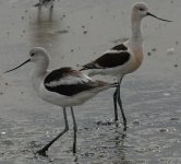 american_avocet.jpg