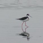 black-necked_stilt.jpg