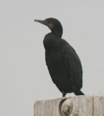 brandts_cormorant.jpg