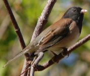 dark-eyed_junco.jpg