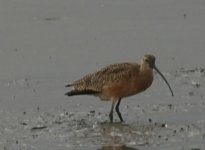 long-billed_curlew.jpg