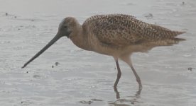 marbled_godwit.jpg