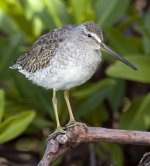 Short-billed Dowitcher_MG_5815 for id.jpg