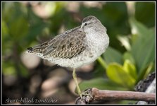 Short-billed Dowitcher_MG_5691.jpg