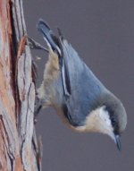 pygmy_nuthatch.jpg