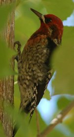 red-breasted_sapsucker.jpg