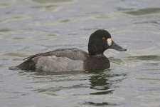 scaup121106_8421-01.jpg