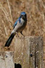 western_scrub_jay.jpg