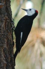 white-headed_woodpecker.jpg