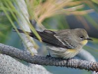 yellow-rumped_warbler.jpg