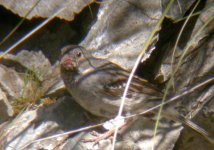 Sparrow Sp 1.jpg