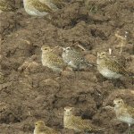 american_golden_plover_9oct06_420_20b.jpg